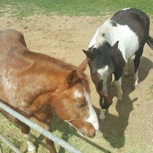 Meet your Posher, Cheri